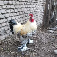 خروس تزیینی