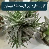 انواع گل کاکتوس گل آپارتمانی گل شکوفه|گل و گیاه طبیعی|نجفآباد, ریاضی|دیوار