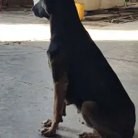 توله ژرمن دو رگه|سگ|آباده, |دیوار