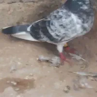 جفت گوره بشرط جوجه