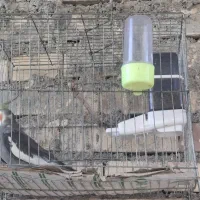 عروس هلندی|پرنده|رودان, |دیوار