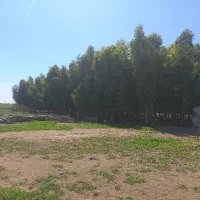 نیم هکتار درخت اکالیپتوس