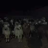 90 عدد گوسفند (میش،قوچ، بره)