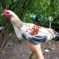 مرغ وخروس زینتی و محلی|حیوانات مزرعه|اطاقور, |دیوار