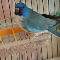 طوطی خوش رنگ