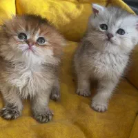 گربه|گربه|گرمدره, |دیوار