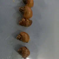 فروش جوجه حلزون البینو رزگلد و روداتزی رزگلد تایگر