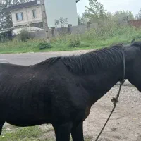 اسب آرام بفرش می‌رسد|اسب و تجهیزات اسب‌سواری|لشت نشا, |دیوار