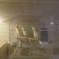 جوجه عروس لوتینو