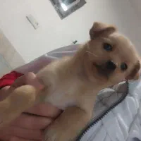 دو عدد توله سگ نر و ماده 2ماهه|سگ|ورامین, ورامین|دیوار