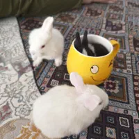 بچه خرگوش 10 روزه سالم اندازه نصف کف دست