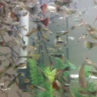 ماهی گوپی *مولد*|ماهی|اصفهان, برزان|دیوار