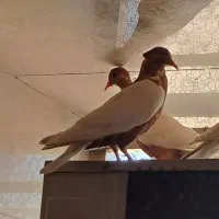 جفت جوجه دو پری آرشینگل
