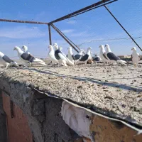 پشت سیاه پشت سرخ نر|پرنده|رفسنجان, |دیوار