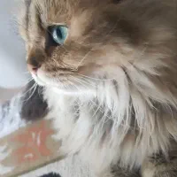 واگزاری ف ر و ش گربه بیریتیش بلک گلد نر با وسایلاس|گربه|قم, آزادگان|دیوار