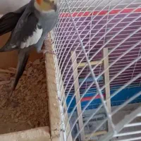 فروش  عروس هلندی نر و ماده    با وسایل