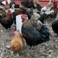 خروس در نژادهای مختلف و خروس سیاه|حیوانات مزرعه|هشتگرد, تهران دشت|دیوار