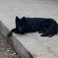 سگ‌ ژرمن بلک 1 ساله