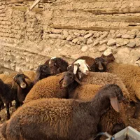 ۱۳ راس بره ماده نژاد افشاری