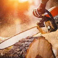 خرید چوب و برش درخت