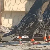 کفتر دمبی وسینه|پرنده|شیراز, دارالرحمه|دیوار