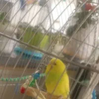 مرغ ‌عشق