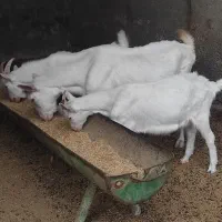 بز سانن درجه یک اصل