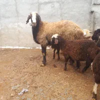 شیشک قوچ|حیوانات مزرعه|فرمهین, |دیوار