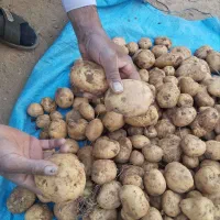 سیب سانته|گل و گیاه طبیعی|چادگان, |دیوار