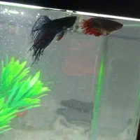 ماهی|ماهی|الوند, |دیوار