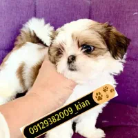 توله های نژاد شیتزو اصیل|سگ|تهران, صادقیه|دیوار