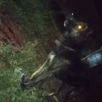 سلام سگ گم شده