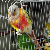 جفت سخنگو رام