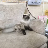 واگذاری گربه پرشین بسیار خوشرنگ|گربه|زاهدان, |دیوار