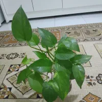 گل طبیعی خانگی