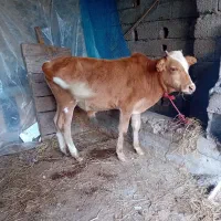 ورزاکوله چالوسی|حیوانات مزرعه|رشت, حومه رشت|دیوار