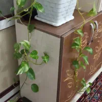 گل‌های آپارتمانی|گل و گیاه طبیعی|بناب, |دیوار