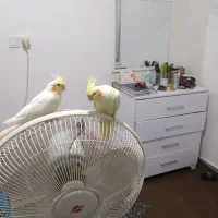 فروش تعدادی عروس هلندی|پرنده|فریدونکنار, |دیوار