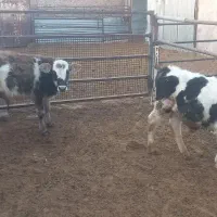 دوتا سیمینتال ی دورگ جنس روهم ۲۰۰ کیلیو