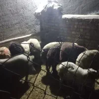 فروش ۱۰ راس بره نر و ماده