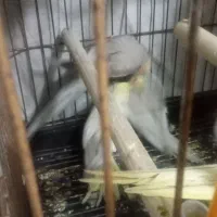 جوجه ها۳۵روزه