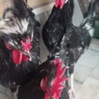 حیوانات خانگی|حیوانات مزرعه|قم, باجک دو|دیوار