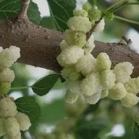 نهال توت هرات|خدمات باغبانی و درختکاری|تاکستان, |دیوار