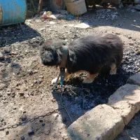 سگ اسپیتز|سگ|علی‌آباد کتول, |دیوار