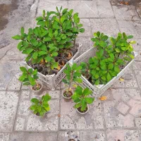 گل گل. دونه ۱۵ت