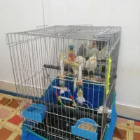 فروش عروس هلندی ب علت کمبود جا