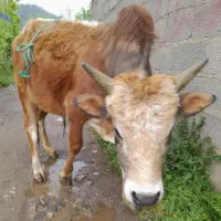 ورزا/گارنر و لیشه معاوضه با پراید