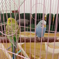 2عددمرغ عشق سروحال باقفس|پرنده|بومهن, |دیوار