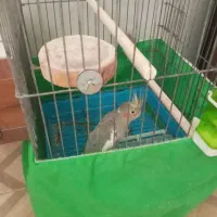 عروس هلندی ماده|پرنده|پاکدشت, پاکدشت (مامازند)|دیوار