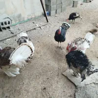 بوقلمون|حیوانات مزرعه|شبانکاره, |دیوار